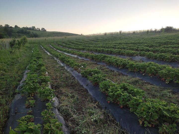 Ozturk's Strowberry