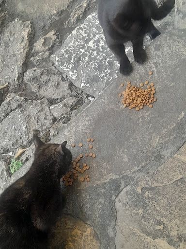 Fotoğraf 35