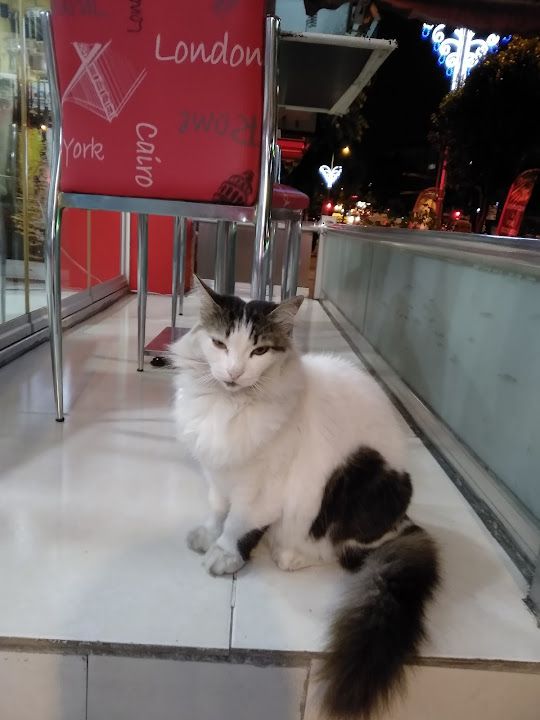 Fotoğraf 4