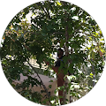 Bedirhan Kasırga