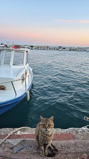 Fotoğraf 14