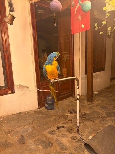 Fotoğraf 32