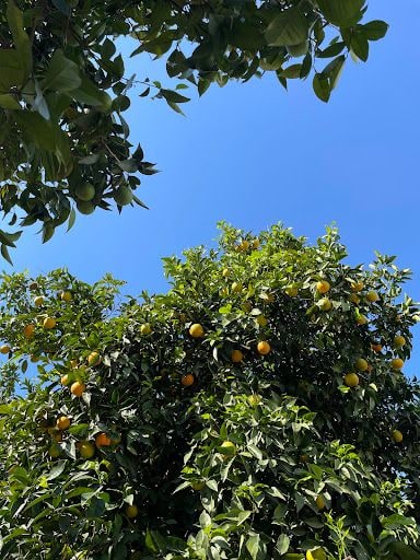 Fotoğraf 31