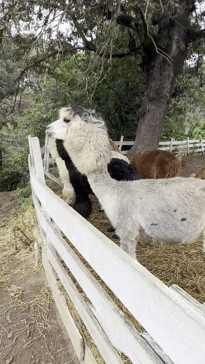 Polonezköy Zoo Kafeterya