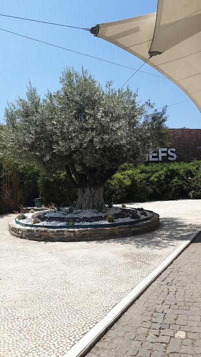 Fotoğraf 75