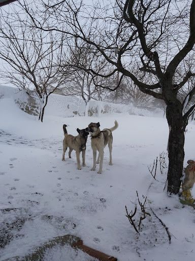 Yorum fotoğrafı 7