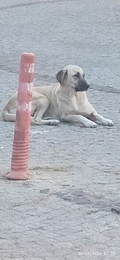 Fotoğraf 15