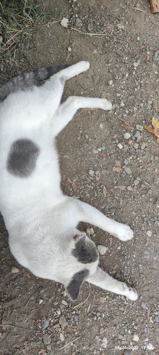 Fotoğraf 68