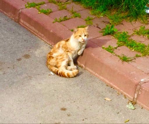 Yorum fotoğrafı 4