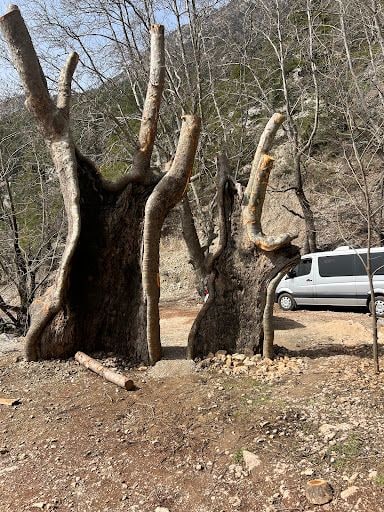 Yorum fotoğrafı 6