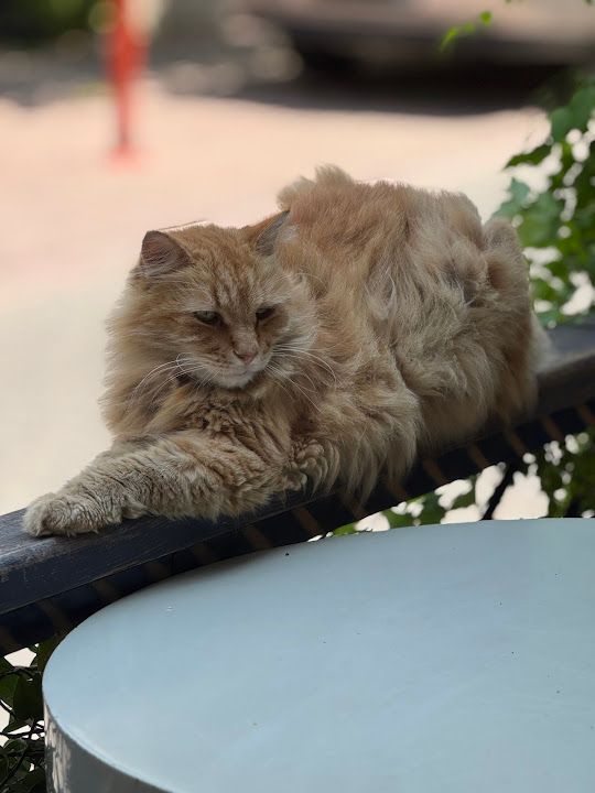 Yorum fotoğrafı 3