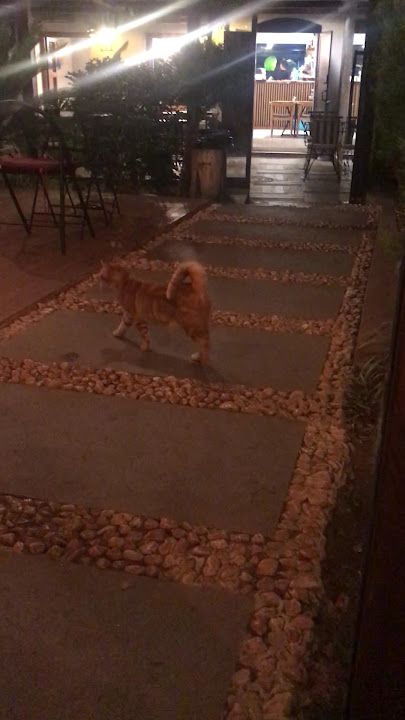 Yorum fotoğrafı 3