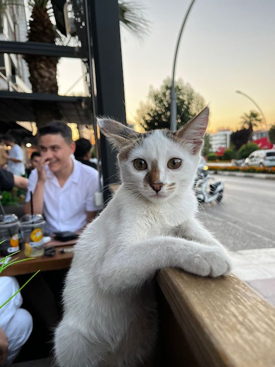 Yorum fotoğrafı 1
