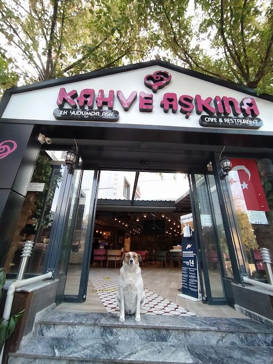 Oasis cafe