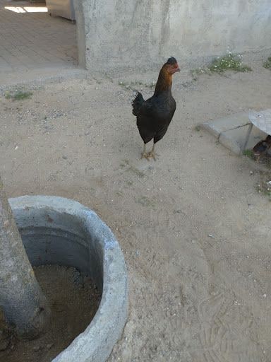 Fotoğraf 8