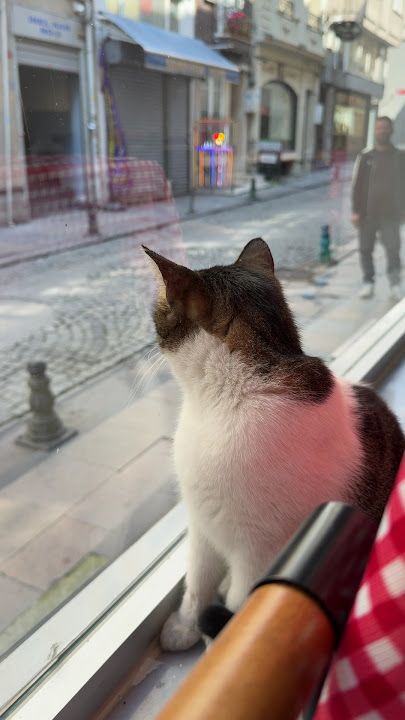 Fotoğraf 14