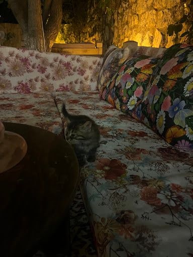 Yorum fotoğrafı 3