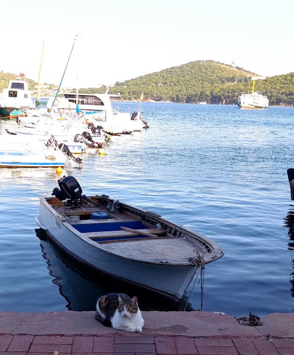 Yorum fotoğrafı 2