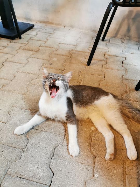 Yorum fotoğrafı 1