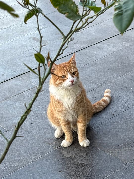 Fotoğraf 31