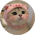 Buse