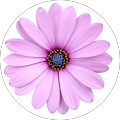 Buse Giber