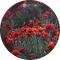 Büşra Nur