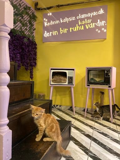 Yorum fotoğrafı 6