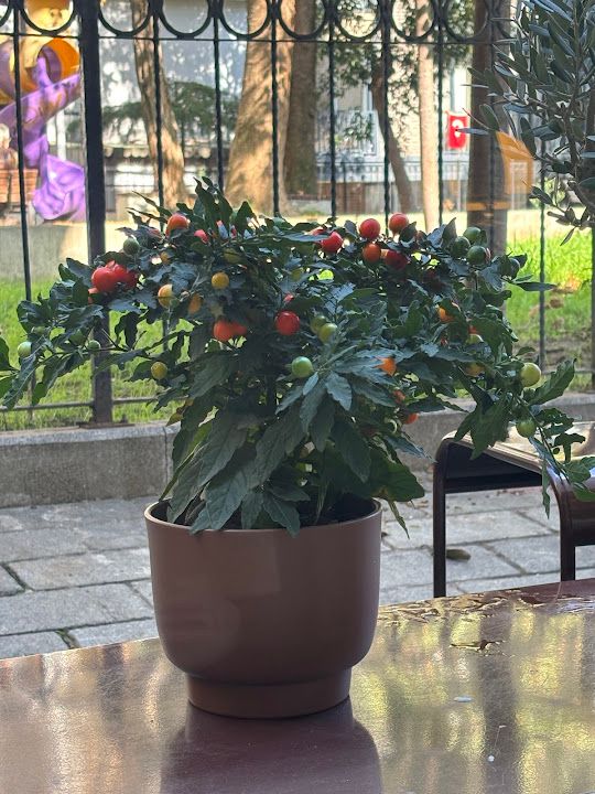 Fotoğraf 14