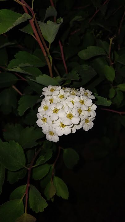 Fotoğraf 15