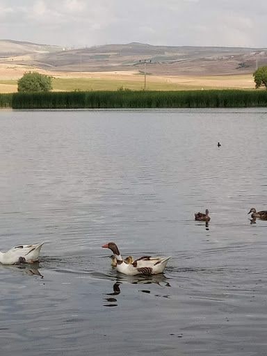 Yorum fotoğrafı 6