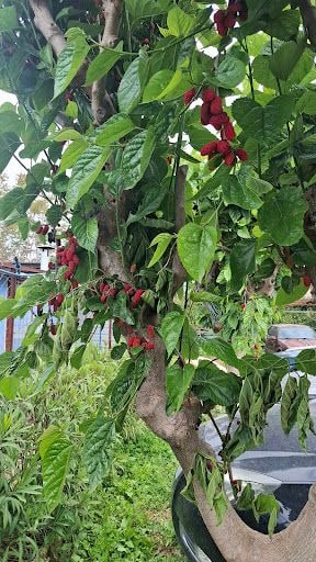Yorum fotoğrafı 5