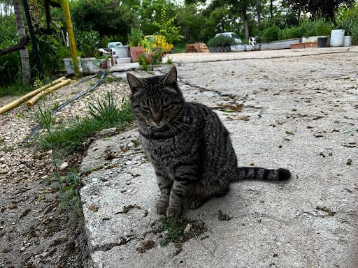 Yorum fotoğrafı 4