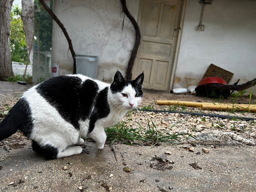Yorum fotoğrafı 5