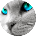 Cat Eyes
