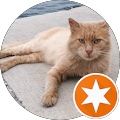 cats of street Sokak kedileri