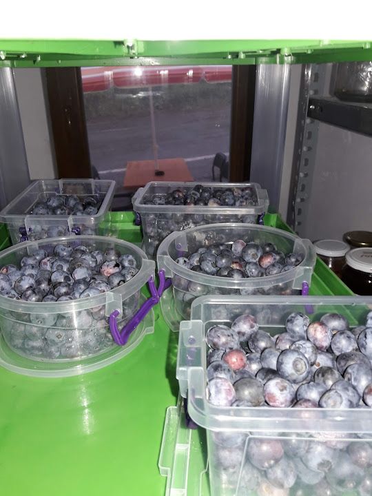 Senol'un Yerı