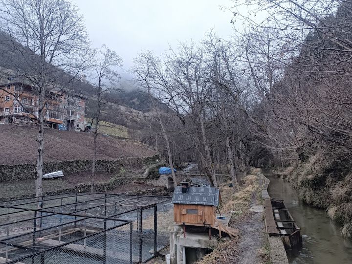 Şimşek Alabalık