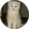 Cemile Sucu