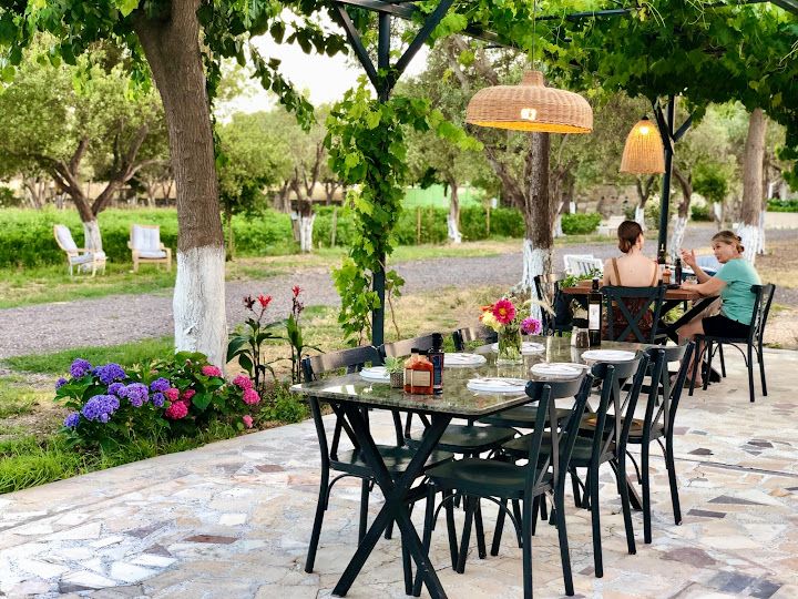 Alaçatı zeytin tarla