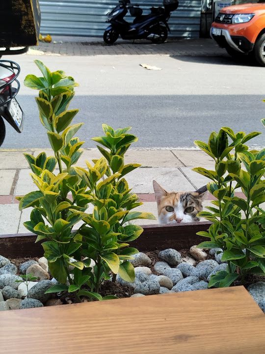Yorum fotoğrafı 2