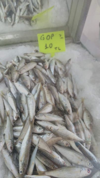 Fotoğraf 18