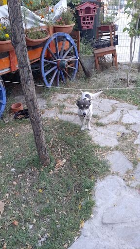 Fotoğraf 12