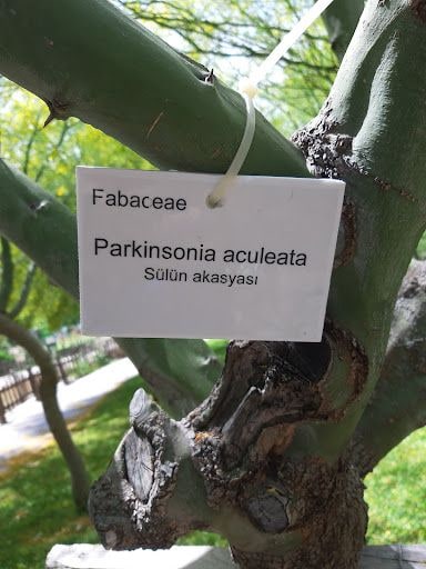 Yorum fotoğrafı 7