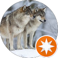 Danish Wolf