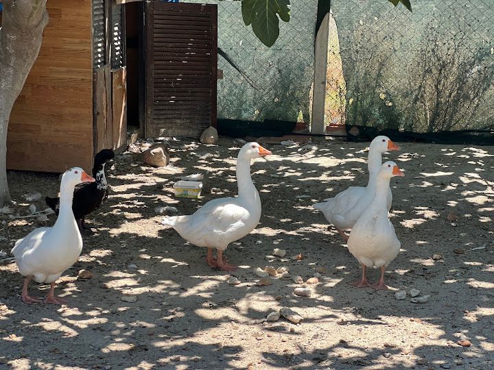 Fotoğraf 52