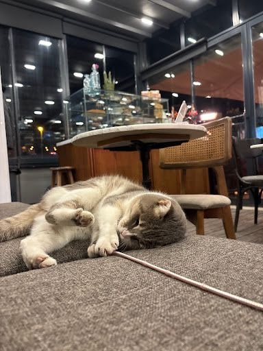 Yorum fotoğrafı 6