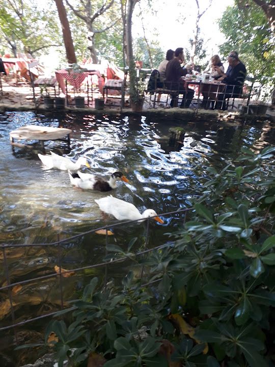 Fotoğraf 76