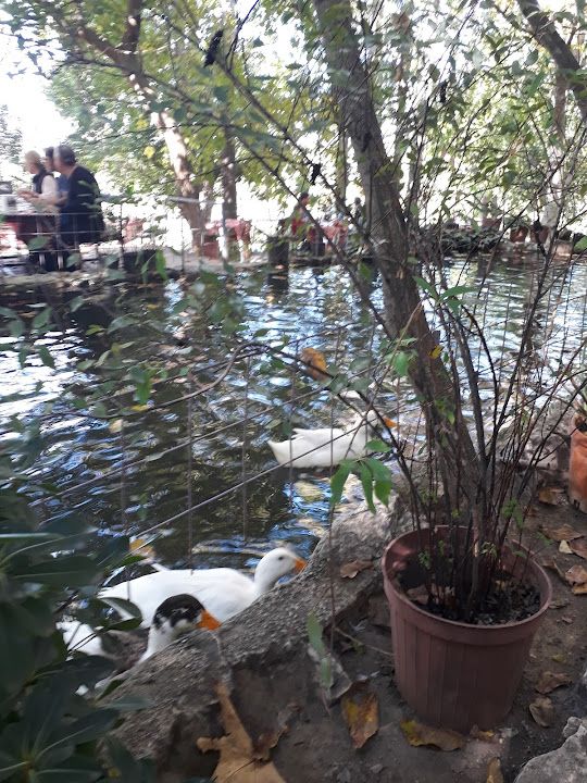 Fotoğraf 74