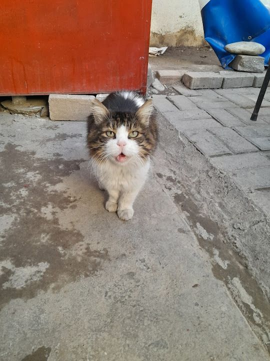 Yorum fotoğrafı 1